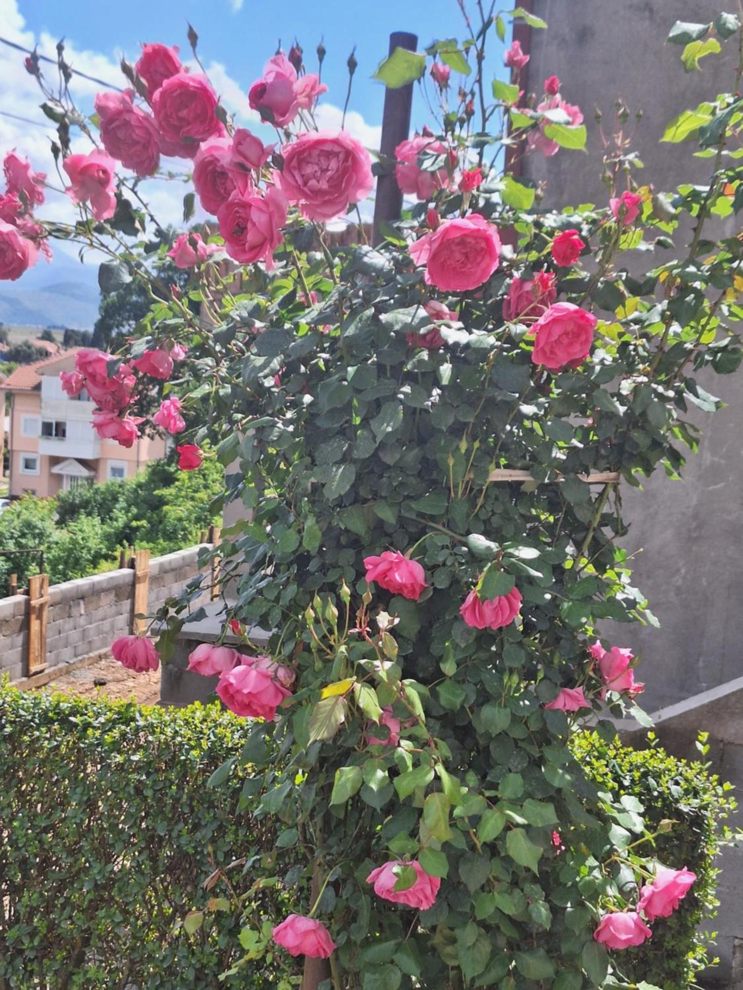 Apartmani Ruza بودغوريتْسا المظهر الخارجي الصورة